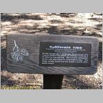 20060824_23Sequoia_003 copia.jpg